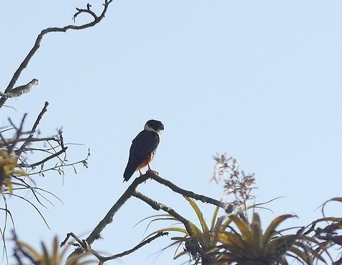 Bat falcon (Macheiramphus alcinus) Jorupe Reserve, Loja Province, Ecuador. Nov 18, 2015. Bat falcon,Ecuador,Falco rufigularis,Geotagged,Macheiramphus alcinus,Spring