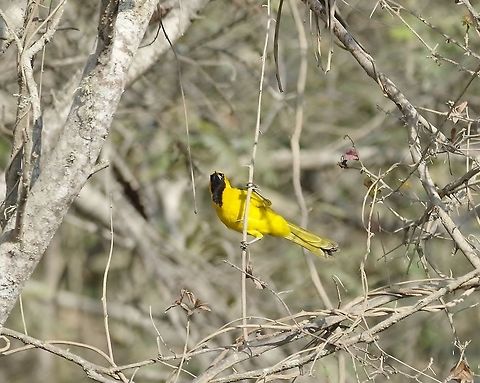 Yellow-tailed oriole (Icterus mesomelas) Jorupe Reserve, Loja Province, Ecuador. Nov 18, 2015. Ecuador,Geotagged,Icterus mesomelas,Spring,Yellow-tailed oriole