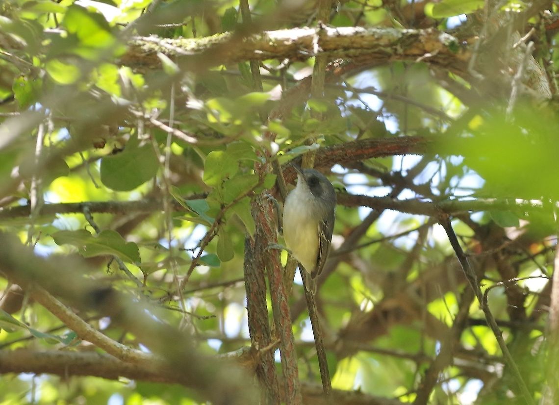 Plain antvireo (Dysithamnus mentali) Jorupe Reserve, Loja Province, Ecuador. Nov 18, 2015. Dysithamnus mentalis,Ecuador,Geotagged,Plain antvireo,Spring