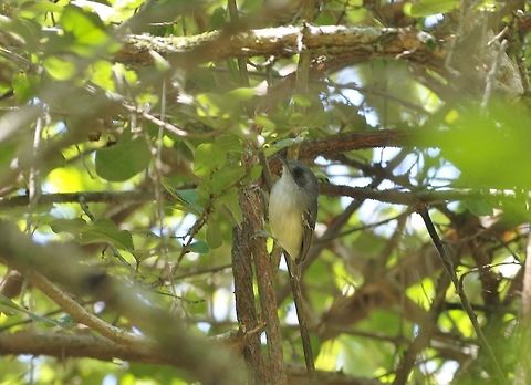 Plain antvireo (Dysithamnus mentali) Jorupe Reserve, Loja Province, Ecuador. Nov 18, 2015. Dysithamnus mentalis,Ecuador,Geotagged,Plain antvireo,Spring