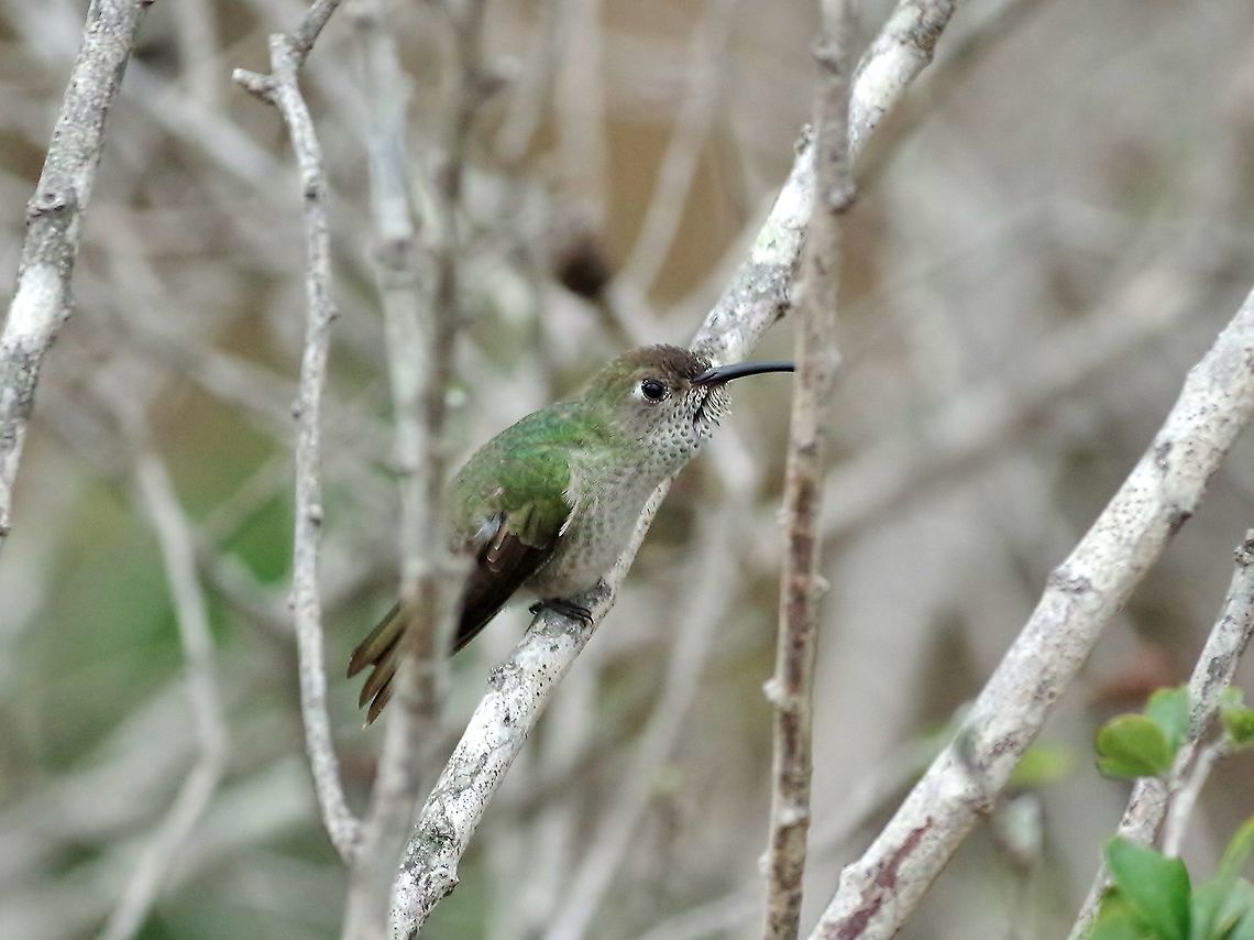 Speckled hummingbird (Adelomyia melanogenys) Abra de Porculla, Lambayeque region, Perur. Nov 19, 2015. Adelomyia melanogenys,Geotagged,Peru,Speckled hummingbird,Spring