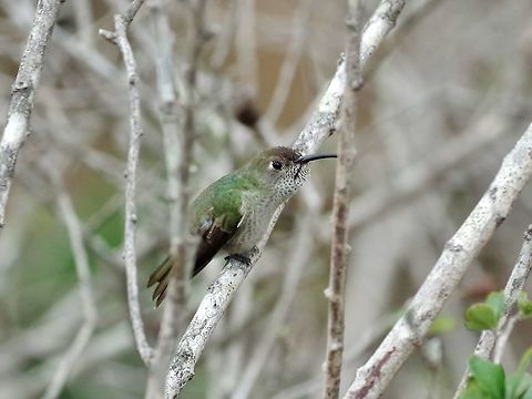Speckled hummingbird (Adelomyia melanogenys) Abra de Porculla, Lambayeque region, Perur. Nov 19, 2015. Adelomyia melanogenys,Geotagged,Peru,Speckled hummingbird,Spring