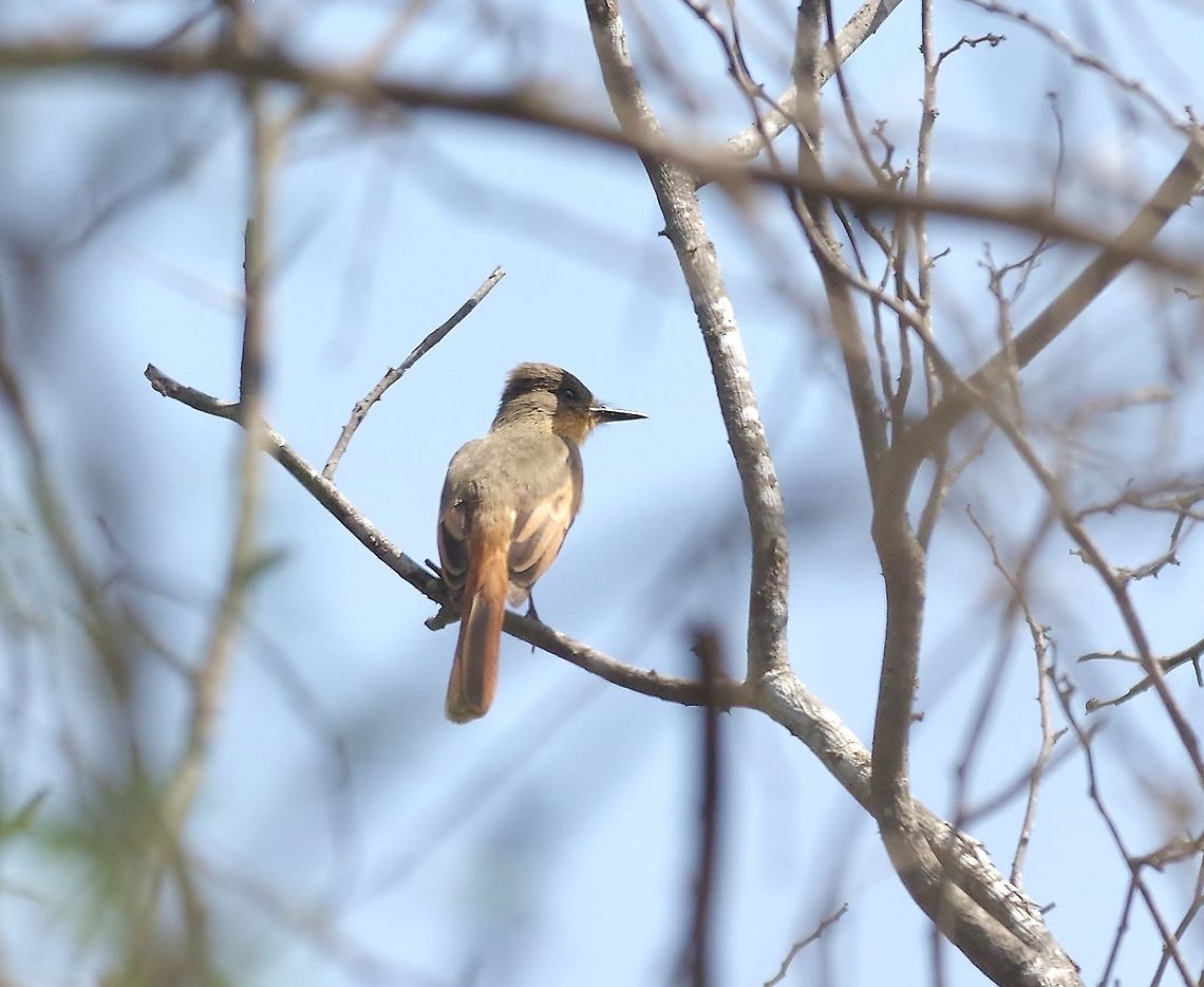 Rufous flycatcher (Myiarchus semirufus) Santuario Historico Bosque de P&oacute;mac, Lambayeque Region, Peru. Nov 20, 2015. Geotagged,Myiarchus semirufus,Peru,Rufous flycatcher,Spring