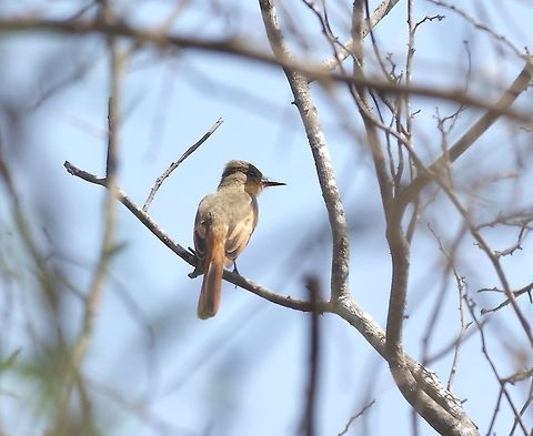 Rufous flycatcher (Myiarchus semirufus) Santuario Historico Bosque de Pómac, Lambayeque Region, Peru. Nov 20, 2015. Geotagged,Myiarchus semirufus,Peru,Rufous flycatcher,Spring