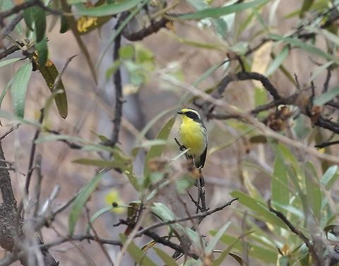 Tumbes tyrant (Tumbezia salvini) San Francisco de Asis Reserve, Salas, lambayeque region, Peru. Nov 22, 2015. Geotagged,Peru,Spring,Tumbes tyrant,Tumbezia salvini