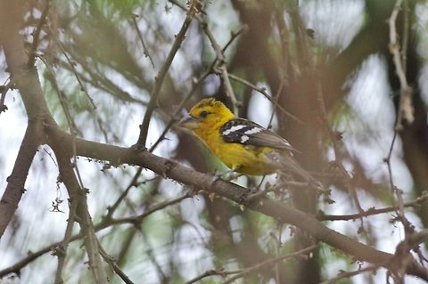 Southern yellow grosbeak (Pheucticus chrysogaster) Los Faiques, Salas, Lambayeque region, Peru. Nov 22, 2015. Geotagged,Peru,Pheucticus chrysogaster,Southern yellow grosbeak,Spring