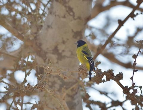 Hooded siskin (Spinus magellanica) Santiago de Ica, Peru. Nov 25, 2015. Geotagged,Hooded siskin,Peru,Spinus magellanica,Spring
