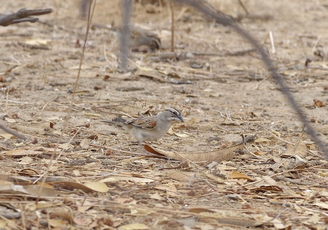Tumbes sparrow (Rhynchospiza stolzmanni) San Francisco de Asis Reserve, Salas, lambayeque region, Peru. Nov 22, 2015. Geotagged,Peru,Rhynchospiza stolzmanni,Spring,Tumbes sparrow
