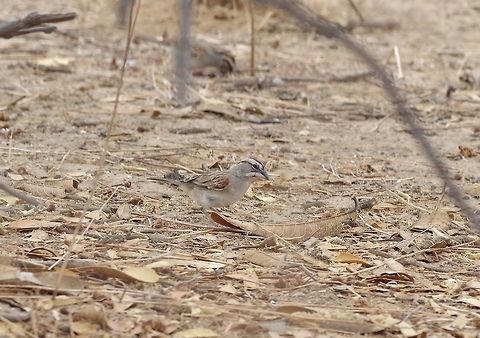Tumbes sparrow (Rhynchospiza stolzmanni) San Francisco de Asis Reserve, Salas, lambayeque region, Peru. Nov 22, 2015. Geotagged,Peru,Rhynchospiza stolzmanni,Spring,Tumbes sparrow