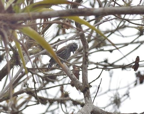 Ecuadorian piculet (Picumnus sclateri) male. Arenillas Reserve, El oro province, Ecuador. Nov 17, 2015. Ecuador,Ecuadorian piculet,Geotagged,Picumnus sclateri,Spring