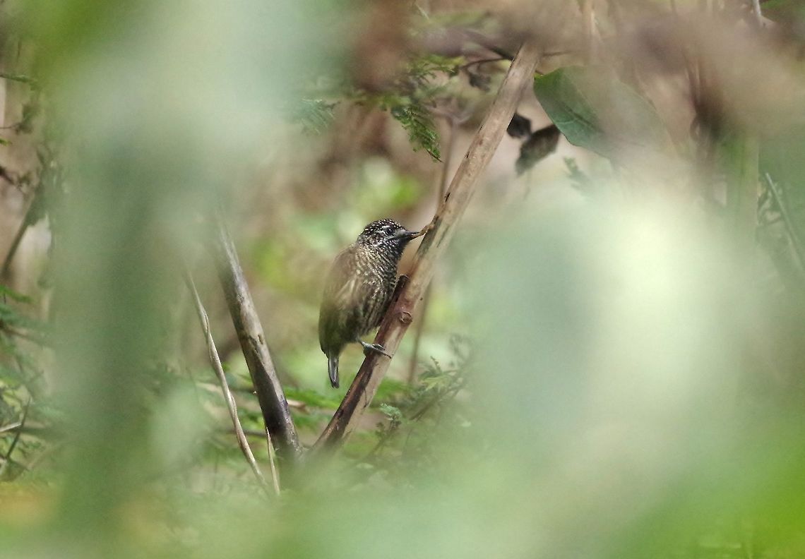 Ecuadorian piculet (Picumnus sclateri) female. Laquipampa Fauna Refuge, Lambayeque region, Peru. Nov 23, 2015. Ecuadorian piculet,Geotagged,Peru,Picumnus sclateri,Spring