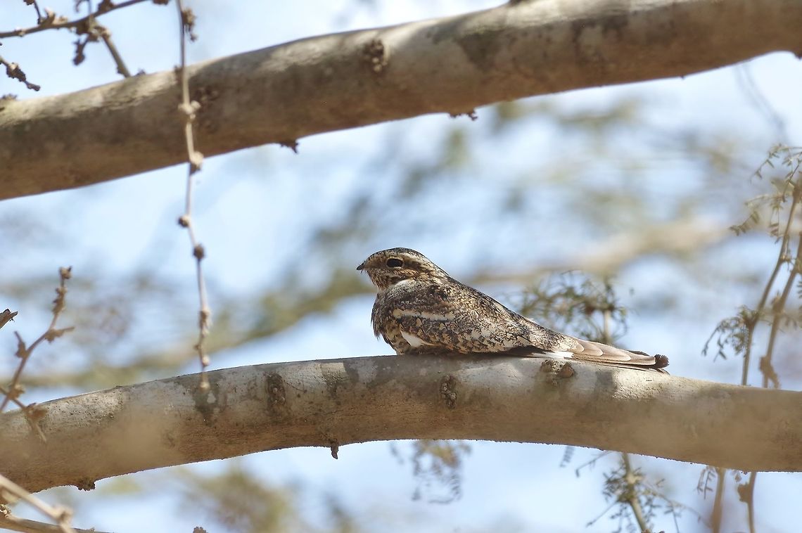 Lesser nighthawk (Chordeiles acutipennis) Santiago de Ica, Ica region, Peru. Nov 25, 2015. Chordeiles acutipennis,Geotagged,Lesser nighthawk,Peru,Spring