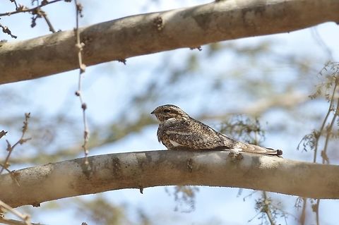 Lesser nighthawk (Chordeiles acutipennis) Santiago de Ica, Ica region, Peru. Nov 25, 2015. Chordeiles acutipennis,Geotagged,Lesser nighthawk,Peru,Spring