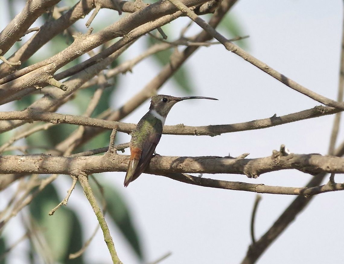 Oasis hummingbird (Rhodopis vesper) Santiago de Ica, Ica region, Peru. Nov 25, 2015. Geotagged,Oasis hummingbird,Peru,Rhodopis vesper,Spring