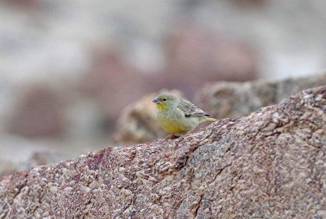 Raimondi's yellow finch (Sicalis raimondii) Pueto Inka, Arequipa region, Peru. Nov 27, 2015. Geotagged,Peru,Raimondis yellow finch,Sicalis raimondii,Spring