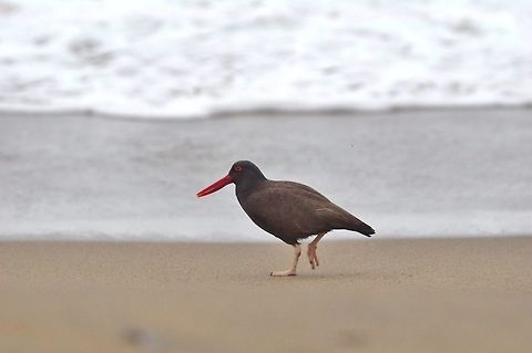 Blackish oystercatcher (Haematopus ater) Pueto Inka, Arequipa region, Peru. Nov 27, 2015. Blackish oystercatcher,Geotagged,Haematopus ater,Peru,Spring