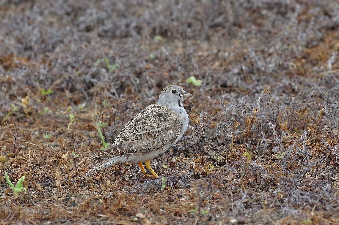 Least seedsnipe (Thinocorus rumicivorus) Lomas de Atiquipa, Arequipa region, Peru. Nov 27, 2015. Geotagged,Least seedsnipe,Peru,Spring,Thinocorus rumicivorus