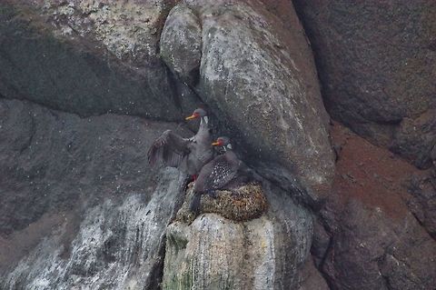 Red-legged cormorant (Phalacrocorax gaimardi) couple on their nest. Pueto Inka, Arequipa region, Peru. Nov 28, 2015. Geotagged,Peru,Phalacrocorax gaimardi,Red-legged cormorant,Spring