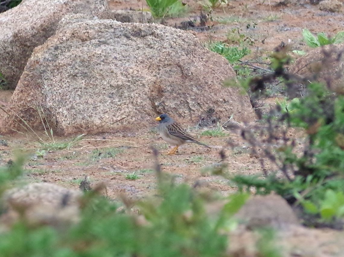 Band-tailed sierra finch (Phrygilus alaudinus) Lomas de Atiquipa, Arequipa region, Peru. Nov 27, 2015. Band-tailed sierra finch,Geotagged,Peru,Phrygilus alaudinus,Spring
