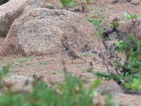 Band-tailed sierra finch (Phrygilus alaudinus) Lomas de Atiquipa, Arequipa region, Peru. Nov 27, 2015. Band-tailed sierra finch,Geotagged,Peru,Phrygilus alaudinus,Spring