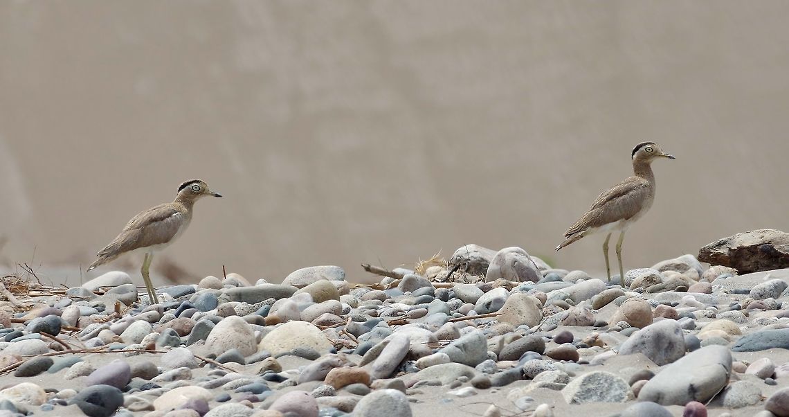 Peruvian Thick-knee (Burhinus superciliaris) Yauca riverbed, Arequipa region, Peru. Nov 28, 2015. Burhinus superciliaris,Geotagged,Peru,Peruvian Thick-knee,Spring