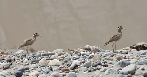 Peruvian Thick-knee (Burhinus superciliaris) Yauca riverbed, Arequipa region, Peru. Nov 28, 2015. Burhinus superciliaris,Geotagged,Peru,Peruvian Thick-knee,Spring