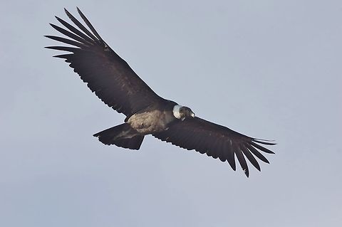 Andean condor (Vultur gryphus) female. Lomas de San Fernando, Ica region, Peru. Nov 29, 2015. Andean Condor,Geotagged,Peru,Spring,Vultur gryphus