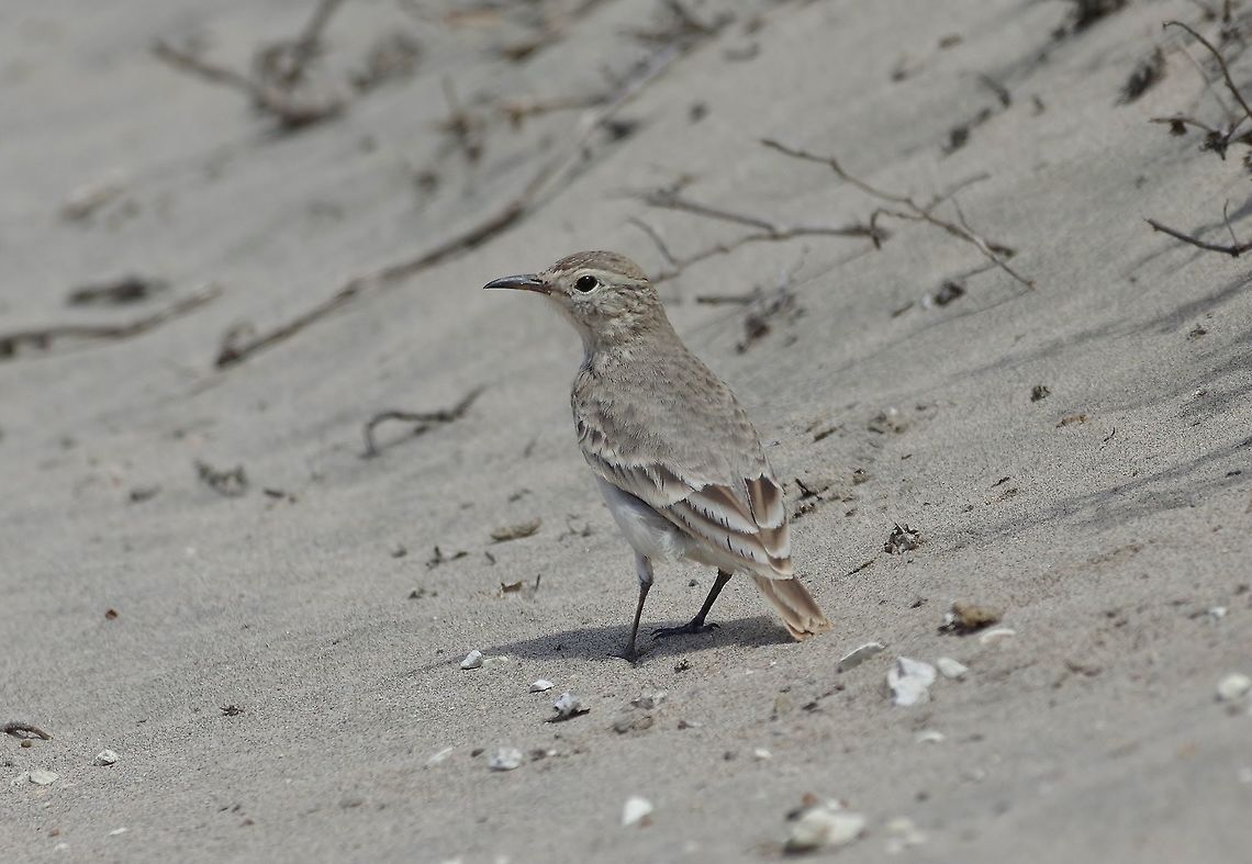 Common miner (Geositta cunicularia) Lomas de San Fernando, Ica region, Peru. Nov 30, 2015. Common miner,Geositta cunicularia,Geotagged,Peru,Spring