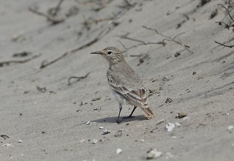 Common miner (Geositta cunicularia) Lomas de San Fernando, Ica region, Peru. Nov 30, 2015. Common miner,Geositta cunicularia,Geotagged,Peru,Spring