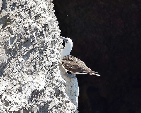 Peruvian booby (Sula variegata) Lomas de San Fernando, Ica region, Peru. Nov 30, 2015. Geotagged,Peru,Peruvian booby,Spring,Sula variegata