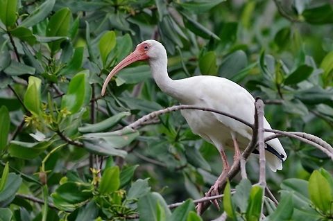 American White Ibis (Eudocimus albus) Manglares de Tumbes National Sanctuary, Peru. Nov 17, 2015. American White Ibis,Eudocimus albus,Geotagged,Peru,Spring