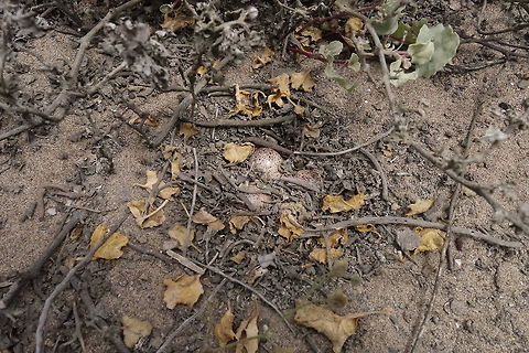 Least seedsnipe (Thinocorus rumicivorus) eggs. Lomas de San Fernando, Ica region, Peru. Nov 30, 2015. Geotagged,Least seedsnipe,Peru,Spring,Thinocorus rumicivorus