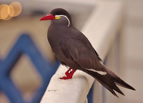 Inca Tern (Larosterna inca) La Rosa Nautica, Lima, Peru. Dec 2, 2015. Geotagged,Inca Tern,Larosterna inca,Peru,Spring