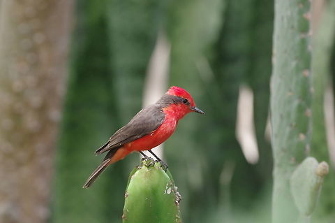 Vermilion Flycatcher (Pyrocephalus rubinus) Los Faiques, Salas, Peru. Dec 1, 2015. Geotagged,Peru,Pyrocephalus rubinus,Spring,Vermilion Flycatcher