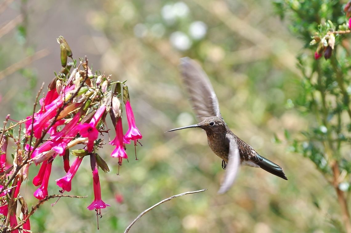 Giant hummingbird (Patagona gigas) Tip&oacute;n archaeological site, Cusco region, Peru. Dec 4, 2015. Geotagged,Giant Hummingbird,Patagona gigas,Peru,Spring