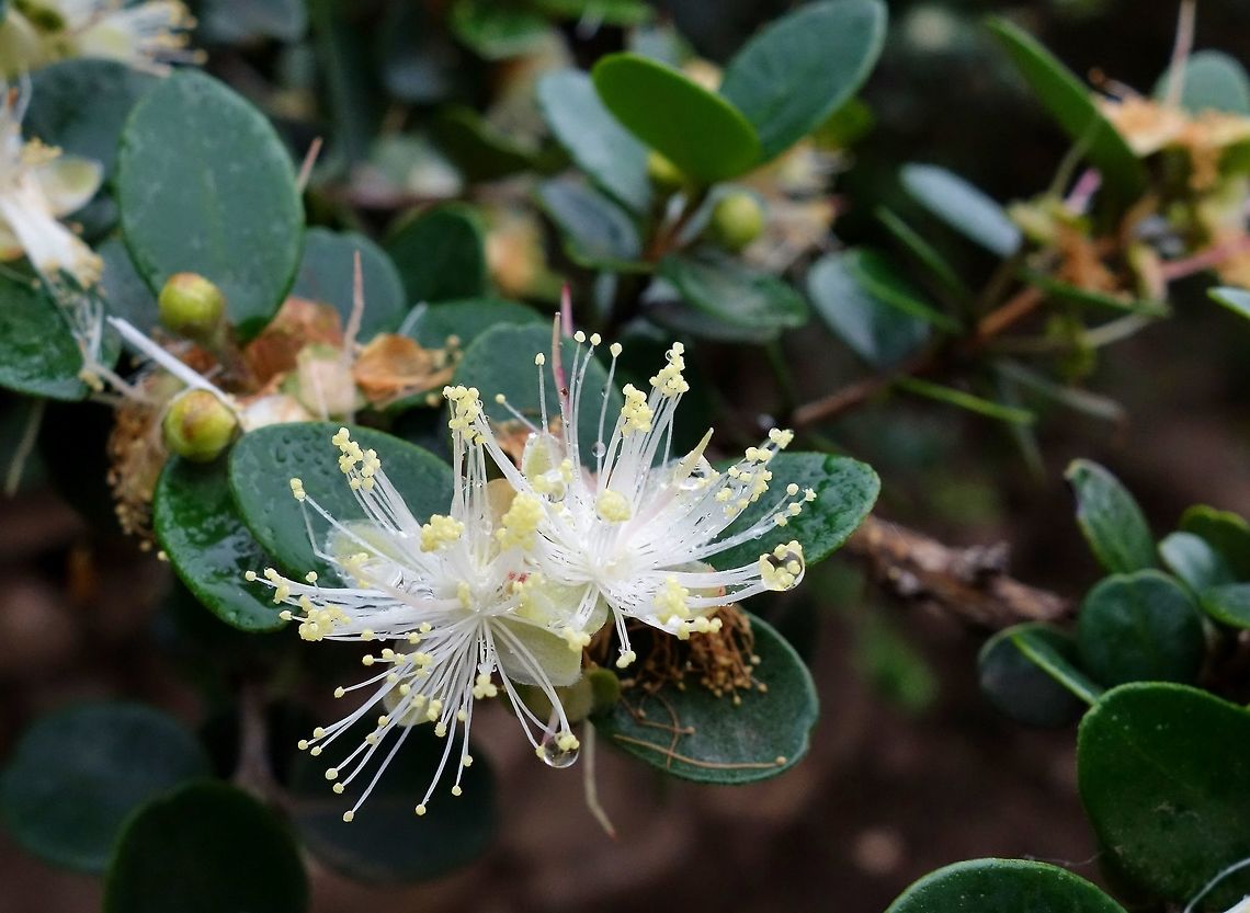 Myrcianthes ferreyrae (Myrtaceae) Atiquipa, Arequipa region, Peru. Nov 27, 2015. Geotagged,Myrcianthes ferreyrae,Peru,Spring