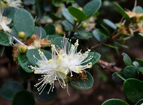 Myrcianthes ferreyrae (Myrtaceae) Atiquipa, Arequipa region, Peru. Nov 27, 2015. Geotagged,Myrcianthes ferreyrae,Peru,Spring