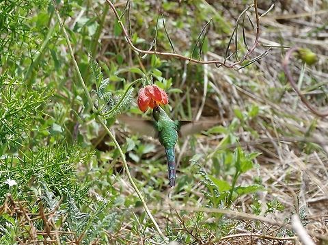 Black-tailed trainbearer (Lesbia victoriae) Tipon archaeological site, Cusco region, Peru. Dec 4, 2015. Black-tailed trainbearer,Geotagged,Lesbia victoriae,Peru,Spring