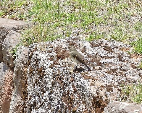 Spot-billed ground tyrant (Muscisaxicola maculirostris) Tipon archaeological site, Cusco region, Peru. Dec 4, 2015. Geotagged,Muscisaxicola maculirostris,Peru,Spot-billed ground tyrant,Spring