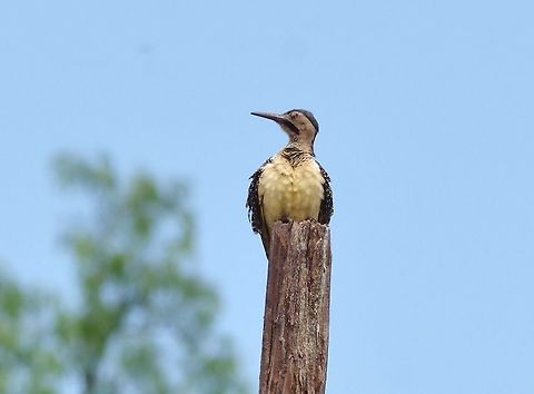 Andean flicker (Colaptes rupicola) Huacarpay lake, Cusco region, Peru. Dec 4, 2015. Andean flicker,Colaptes rupicola,Geotagged,Peru,Spring