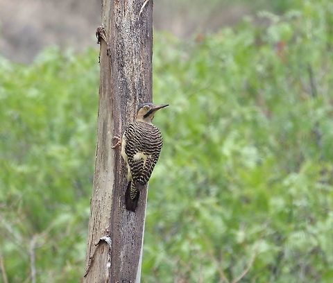 Andean flicker (Colaptes rupicola) Huacarpay lake, Cusco region, Peru. Dec 4, 2015. Andean flicker,Colaptes rupicola,Geotagged,Peru,Spring