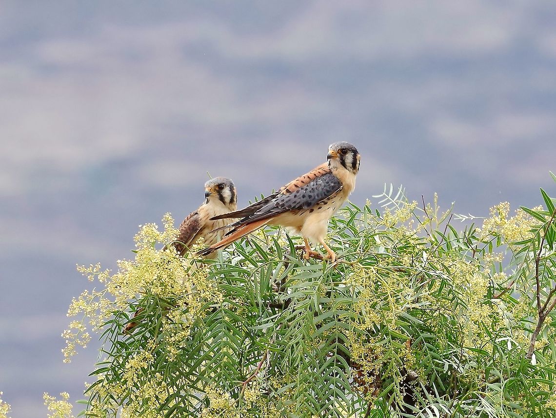 American Kestrel (Falco sparverius) couple Huacarpay lake, Cusco region, Peru. Dec 4, 2015. American Kestrel,Falco sparverius,Geotagged,Peru,Spring