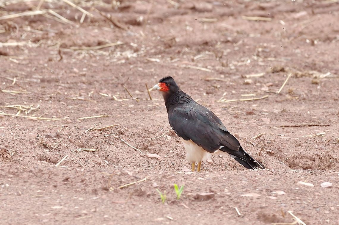 Mountain caracara (Phalcoboenus megalopterus) Huacarpay lake, Cusco region, Peru. Dec 4, 2015. Geotagged,Mountain caracara,Peru,Phalcoboenus megalopterus,Spring