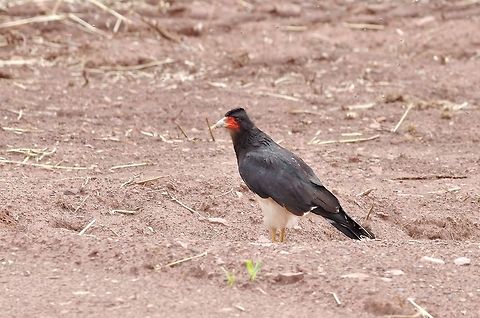 Mountain caracara (Phalcoboenus megalopterus) Huacarpay lake, Cusco region, Peru. Dec 4, 2015. Geotagged,Mountain caracara,Peru,Phalcoboenus megalopterus,Spring