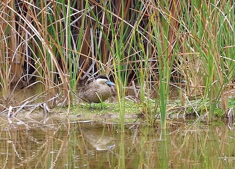 Puna teal (Anas puna) Huacarpay lake, Cusco region, Peru. Dec 4, 2015. Anas puna,Geotagged,Peru,Puna teal,Spring