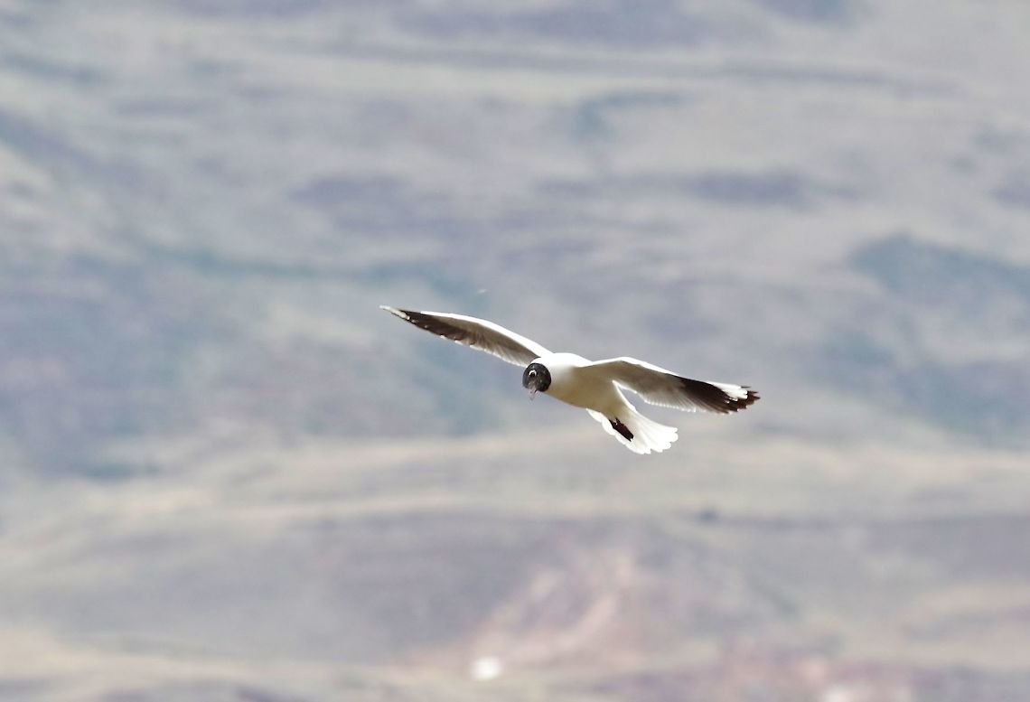 Andean gull (Chroicocephalus serranus) Huacarpay lake, Cusco region, Peru. Dec 4, 2015. Andean gull,Chroicocephalus serranus,Geotagged,Peru,Spring