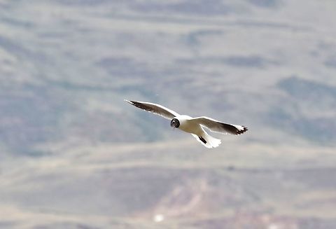 Andean gull (Chroicocephalus serranus) Huacarpay lake, Cusco region, Peru. Dec 4, 2015. Andean gull,Chroicocephalus serranus,Geotagged,Peru,Spring