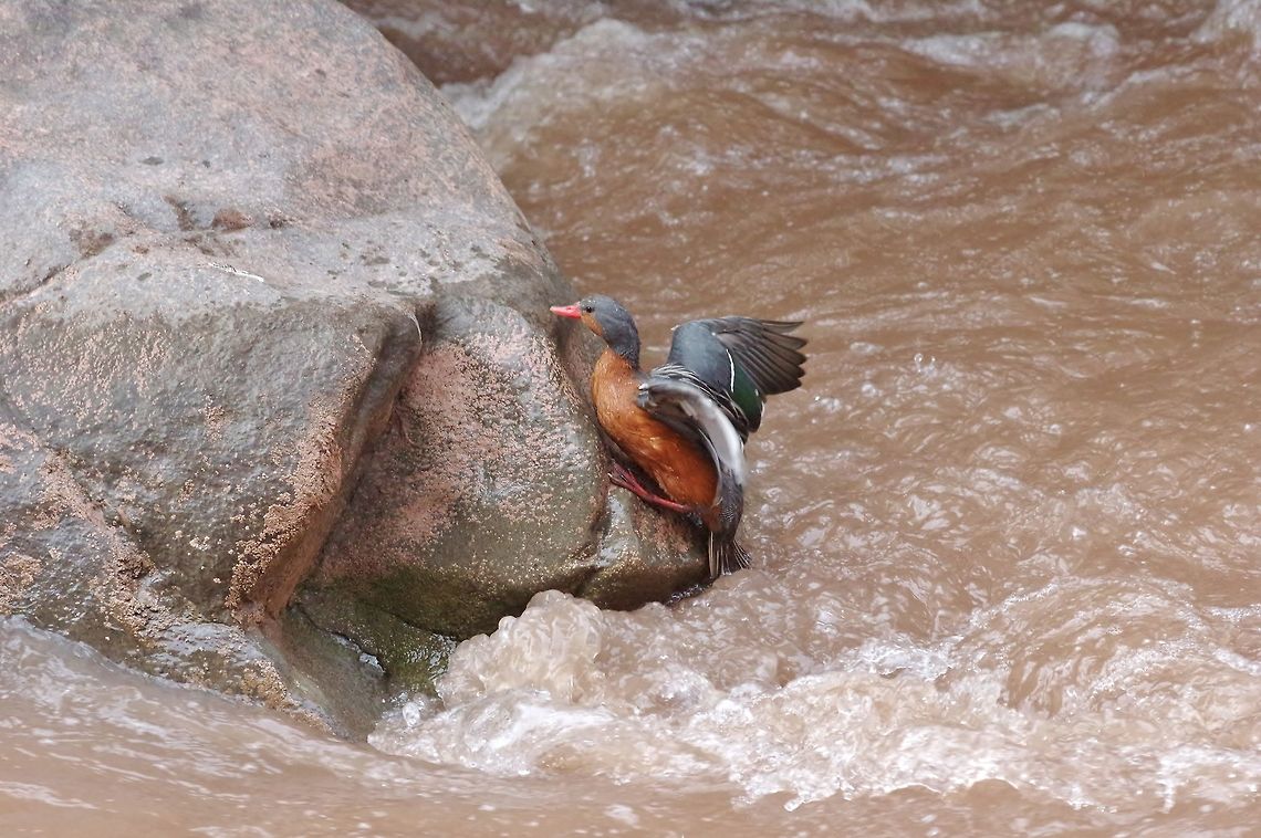Torrent duck (Merganetta armata) Rio Urubamba, Cusco region, Peru. Dec 4, 2015. Geotagged,Merganetta armata,Peru,Spring,Torrent duck