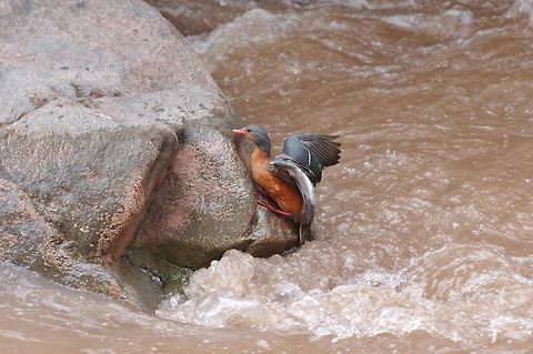 Torrent duck (Merganetta armata) Rio Urubamba, Cusco region, Peru. Dec 4, 2015. Geotagged,Merganetta armata,Peru,Spring,Torrent duck
