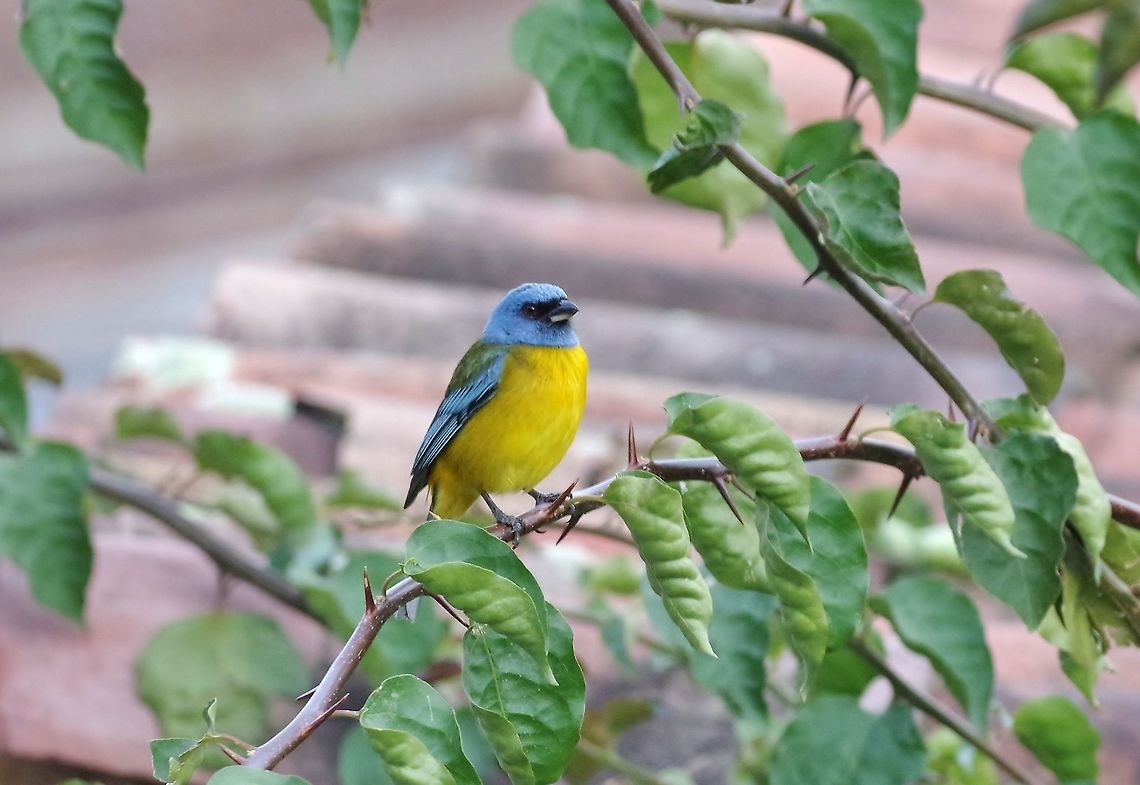 Blue-and-yellow tanager (Pipraeidea bonariensis) Ollantaytambo, Cusco region, Peru. Dec 5, 2015. Blue-and-yellow tanager,Geotagged,Peru,Pipraeidea bonariensis,Spring